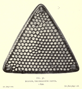 Illustration for article titled 110 Years Ago, These Microscopic Photos Horrified Londoners